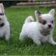 Teacup Chihuahua Welpen